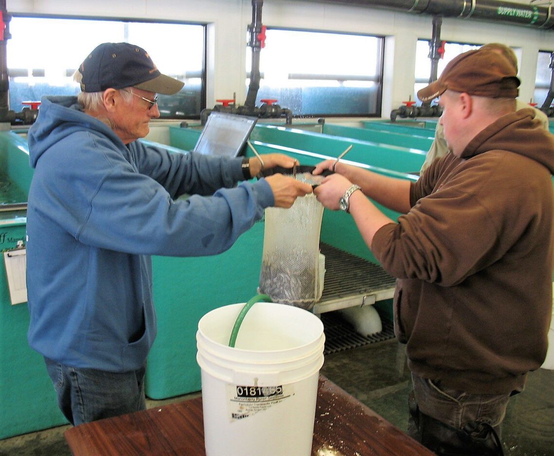 Visitors daily at fish hatchery News, Sports, Jobs Daily Herald